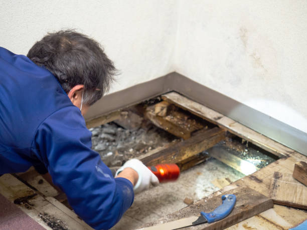 Best Home Mold Removal  in West Haven, CT