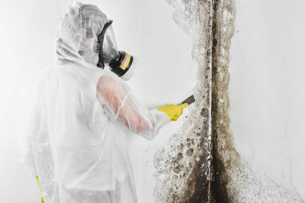 Best Black Mold Removal  in West Haven, CT