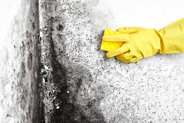 Best Toxic Mold Removal  in West Haven, CT