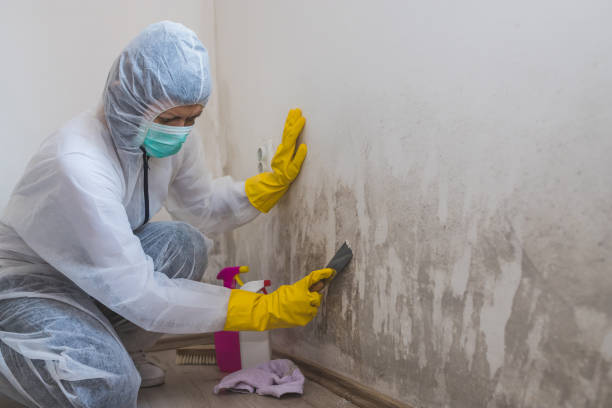 Crawl Space Mold Removal in West Haven, CT