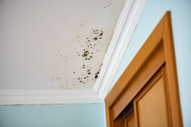 Best Mold Removal Company Near Me  in West Haven, CT