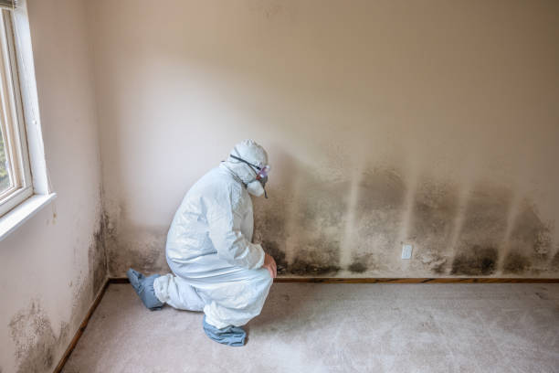 Best Mold Damage Repair  in West Haven, CT