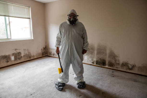 West Haven, CT Mold Removal Company