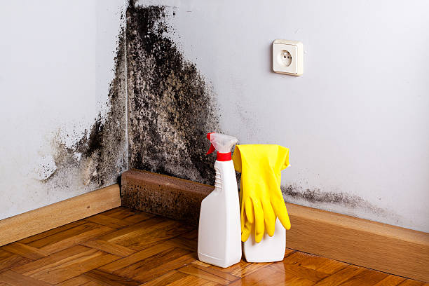 Best Home Mold Removal  in West Haven, CT