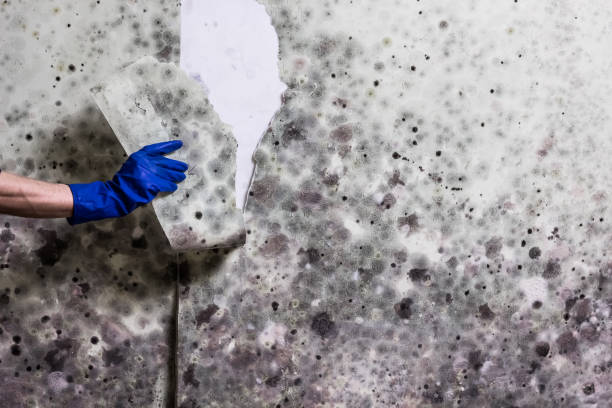 Best Fast Mold Removal  in West Haven, CT